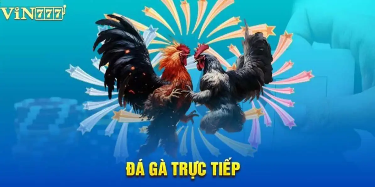 Đá gà trực tiếp